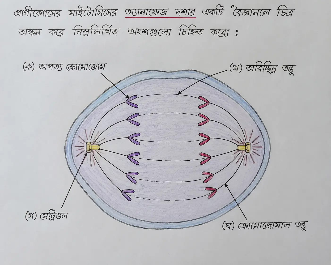 Animal Cell Mitosis Anaphase