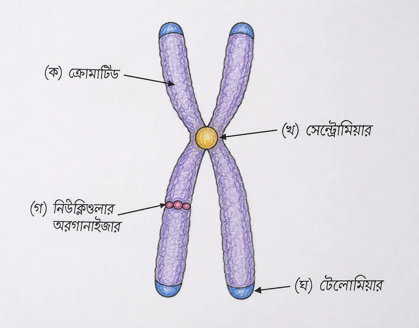 Eukaryotic Chromosome Diagram