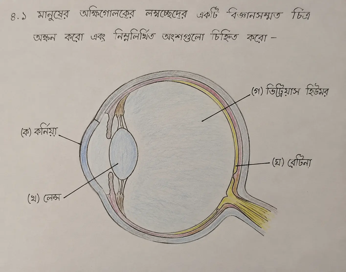 Human Eye Diagram
