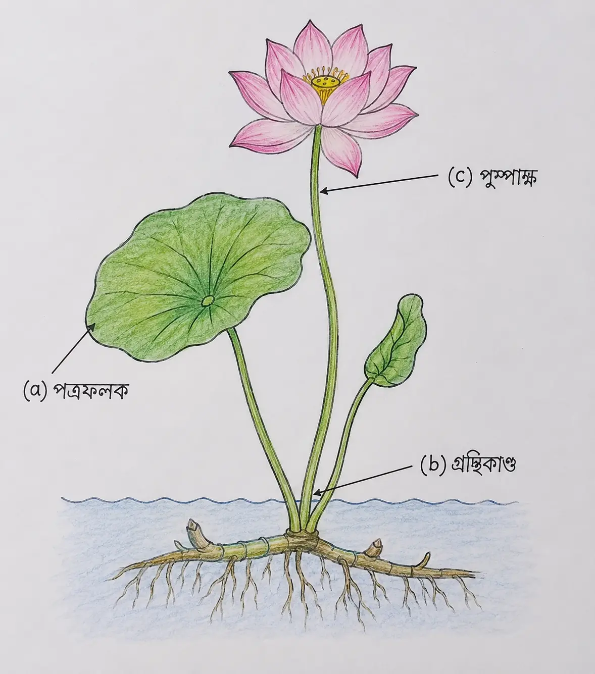 Lotus Plant Diagram