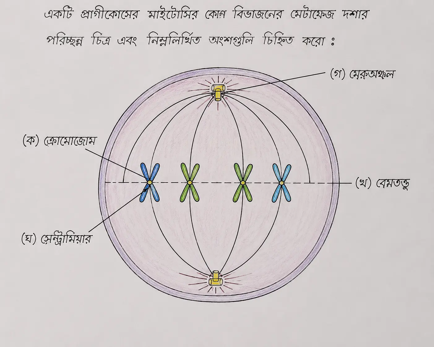 Mitosis Metaphase Diagram