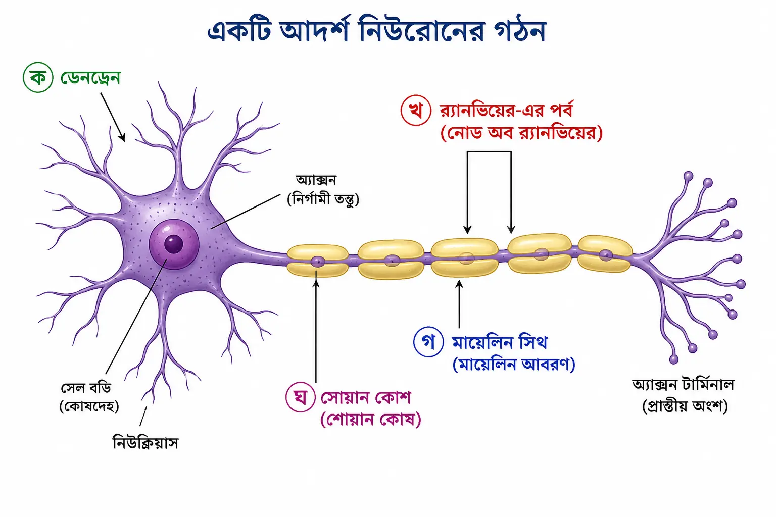 Neuron Diagram