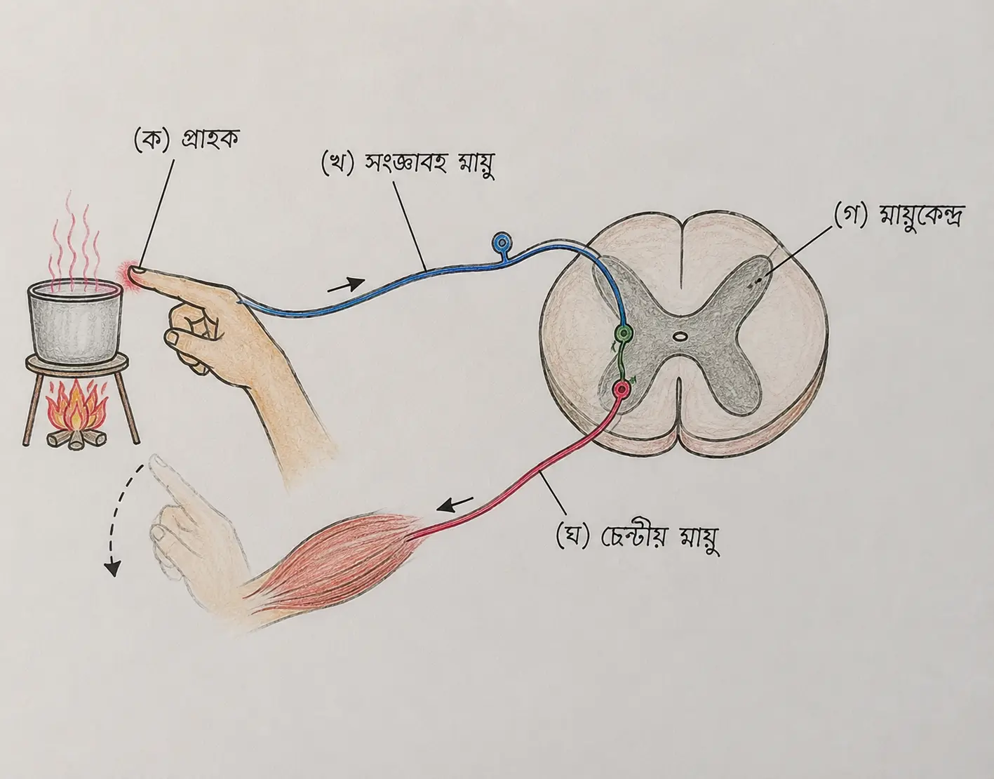 Reflex Arc Diagram